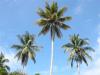 Midday palmtrees par Luminita Nitoi