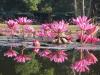 Ankor Wat's water lillies